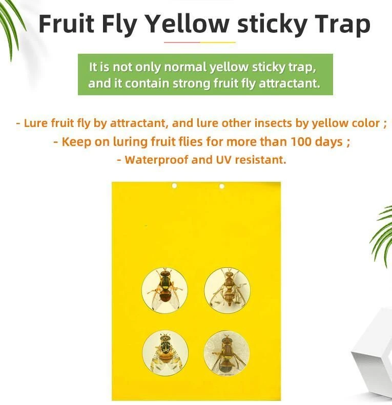 fruit fly(001)